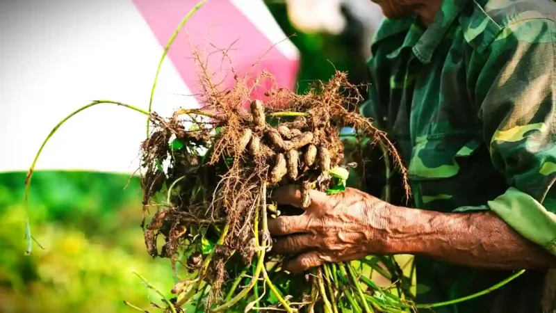 Kacang tanah yang baru dipanen ini menunjukkan hasil umbi yang tumbuh di dalam tanah dengan perawatan sederhana. (Sumber Foto: Unsplash)