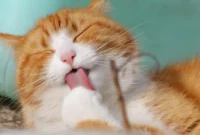 Kucing warna oranye cenderung dikaitkan pada perilaku ramah (dok. Pexels)