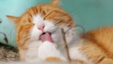 Kucing warna oranye cenderung dikaitkan pada perilaku ramah (dok. Pexels)