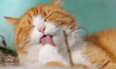 Halaman Bersih Tanpa Bau: 9 Cara Manusiawi Cegah Kucing Liar Berak di Rumah