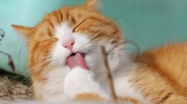 Kucing warna oranye cenderung dikaitkan pada perilaku ramah (dok. Pexels)