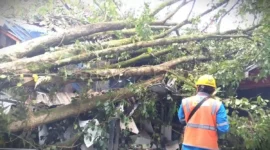Pohon tumbang menimpa bangunan kafe BSS Food Market di Jalan Taman Cibeunying Utara, Kota Bandung, Jumat (3/4/2026).(Kompas.com)