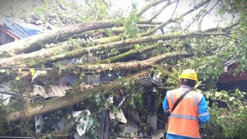 Pohon tumbang menimpa bangunan kafe BSS Food Market di Jalan Taman Cibeunying Utara, Kota Bandung, Jumat (3/4/2026).(Kompas.com)