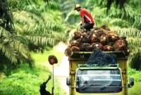 Ilustrasi Harga Sawit Jambi Melonjak Drastis ke Angka Rp3.902 per Kilogram.