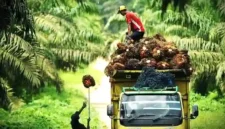 Ilustrasi Harga Sawit Jambi Melonjak Drastis ke Angka Rp3.902 per Kilogram.