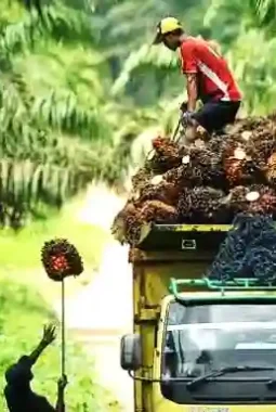 Kabar Bahagia! Harga Sawit Jambi Melonjak Drastis ke Angka Rp3.902 per Kilogram