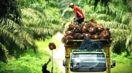 Ilustrasi Harga Sawit Jambi Melonjak Drastis ke Angka Rp3.902 per Kilogram.