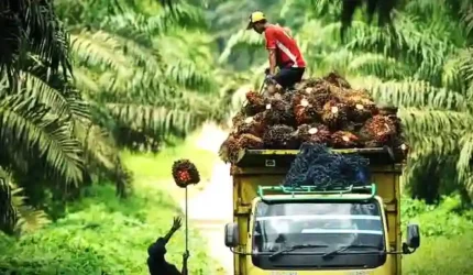 Harga Sawit Jambi Melonjak Drastis ke Angka Rp3.902 per Kilogram