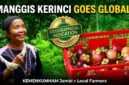 Kolase Manggis Kerinci: Identitas Manis dari Tanah Jambi yang Kini Memburu Pengakuan Dunia. 