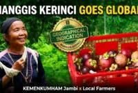 Kolase Manggis Kerinci: Identitas Manis dari Tanah Jambi yang Kini Memburu Pengakuan Dunia. 