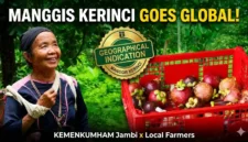 Kolase Manggis Kerinci: Identitas Manis dari Tanah Jambi yang Kini Memburu Pengakuan Dunia. 