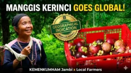 Kolase Manggis Kerinci: Identitas Manis dari Tanah Jambi yang Kini Memburu Pengakuan Dunia. 
