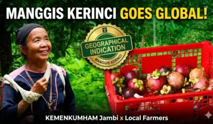 Manggis Kerinci: Identitas Manis dari Tanah Jambi yang Kini Memburu Pengakuan Dunia