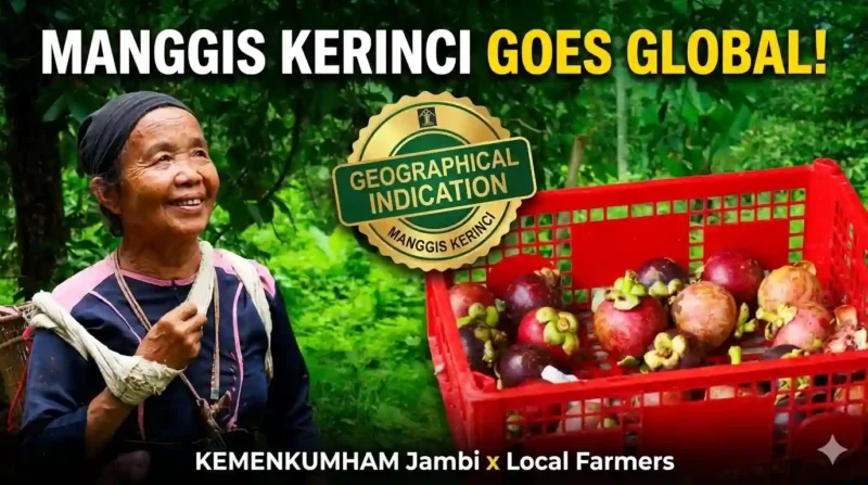 Kolase Manggis Kerinci: Identitas Manis dari Tanah Jambi yang Kini Memburu Pengakuan Dunia. 