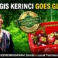 Kolase Manggis Kerinci: Identitas Manis dari Tanah Jambi yang Kini Memburu Pengakuan Dunia. 