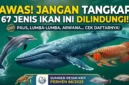 Ilustrasi - 67 Ikan yang Dilindungi di Indonesia.