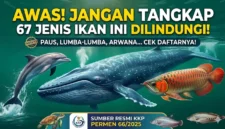 Ilustrasi - 67 Ikan yang Dilindungi di Indonesia.