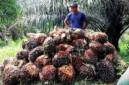Ilustrasi tandan buah segar (TBS) kelapa sawit. Ist