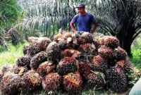 Ilustrasi tandan buah segar (TBS) kelapa sawit. Ist