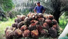 Ilustrasi tandan buah segar (TBS) kelapa sawit. Ist
