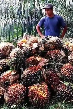Harga Sawit di Jambi Turun Rp515 per Kilogram, Ini Rinciannya
