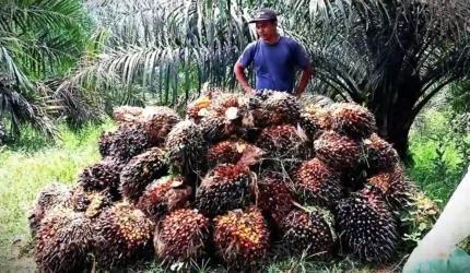 Harga Sawit di Jambi Turun