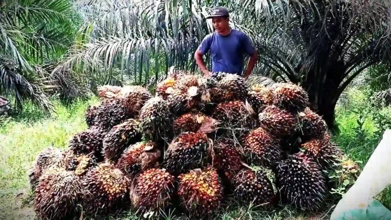 Ilustrasi tandan buah segar (TBS) kelapa sawit. Ist