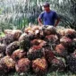 Ilustrasi tandan buah segar (TBS) kelapa sawit. Ist