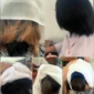 Tangkapan layar - Sejumlah siswi SMKN 2 Garut menangis usai terkena razia pemotongan rambut berwarna yang dilakukan pihak sekolah. Video tersebut kemudian viral di media sosial. (kompas.com)