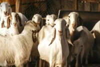 Ilustrasi kambing kurban. Lebih Utama Kambing Jantan atau Betina untuk Kurban? (Pexels). 