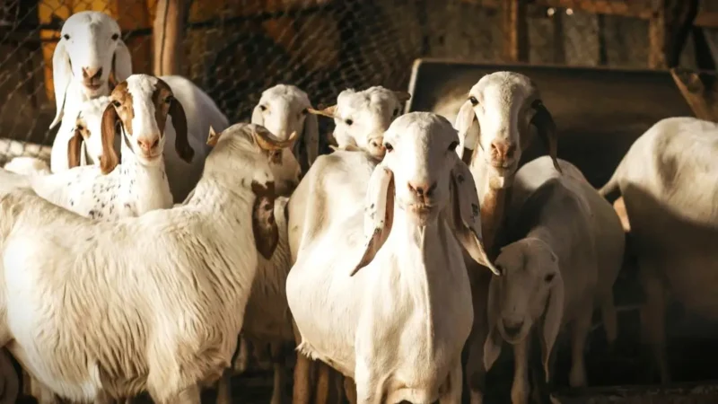 Ilustrasi kambing kurban. Lebih Utama Kambing Jantan atau Betina untuk Kurban? (Pexels). 