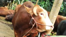Presiden Prabowo Subianto menyalurkan sapi kurban berbobot sekitar 1,2 ton untuk masyarakat Kabupaten Bogor.