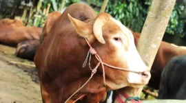 Presiden Prabowo Subianto menyalurkan sapi kurban berbobot sekitar 1,2 ton untuk masyarakat Kabupaten Bogor.