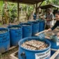 Hewan yang Bisa Diternak di Drum Bekas dengan Modal Minim. Foto: Gemini
