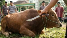 Ilustrasi - Doa Menyembelih Hewan Kurban dan Tata Caranya Lengkap.