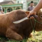 Ilustrasi - Doa Menyembelih Hewan Kurban dan Tata Caranya Lengkap.