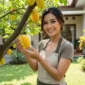 Ilustrasi - Pohon Buah Minim Hama yang Bikin Pekarangan Rumah Tetap Bersih.