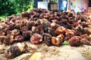 Ilustrasi - Harga TBS Sawit di Jambi Hari Ini, 12 Mei 2026 Masih Stabil di Angka Rp3.894.