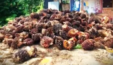 Ilustrasi - Harga TBS Sawit di Jambi Hari Ini, 12 Mei 2026 Masih Stabil di Angka Rp3.894.