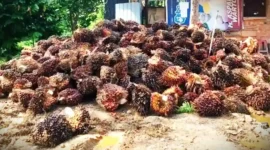 Ilustrasi - Harga TBS Sawit di Jambi Hari Ini, 12 Mei 2026 Masih Stabil di Angka Rp3.894.