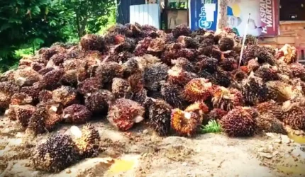 Harga TBS Sawit di Jambi Hari Ini, 12 Mei 2026 Masih Stabil di Angka Rp3.894