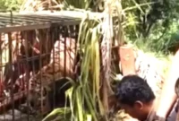Petugas Mengevakuasi Harimau Sumatera di Agam, Sumatera Barat.