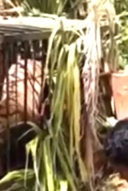 Tim Gabungan Selamatkan Harimau Sumatera dari Permukiman Warga di Agam