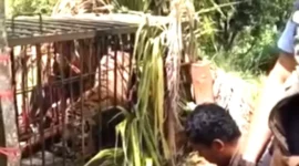 Petugas Mengevakuasi Harimau Sumatera di Agam, Sumatera Barat.