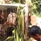 Petugas Mengevakuasi Harimau Sumatera di Agam, Sumatera Barat.
