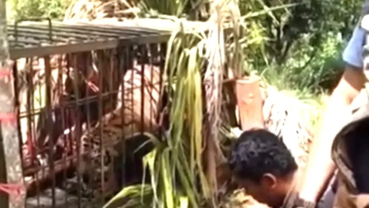 Petugas Mengevakuasi Harimau Sumatera di Agam, Sumatera Barat.