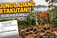Ilustrasi - Teror Harimau di Ujung Ladang Kerinci: Petani Takut ke Kebun, BKSDA Diminta Turun.