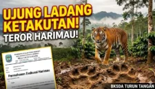 Ilustrasi - Teror Harimau di Ujung Ladang Kerinci: Petani Takut ke Kebun, BKSDA Diminta Turun.