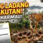 Ilustrasi - Teror Harimau di Ujung Ladang Kerinci: Petani Takut ke Kebun, BKSDA Diminta Turun.
