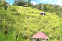 Gazebo di Bukit Khayangan tertutup semak belukar.